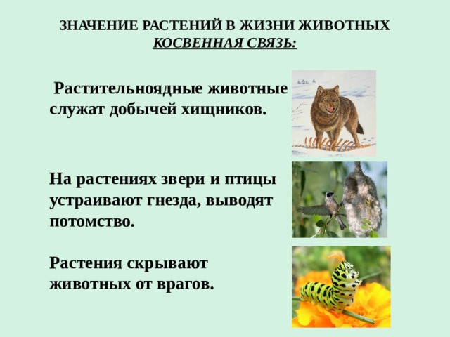 Связь растений и животных