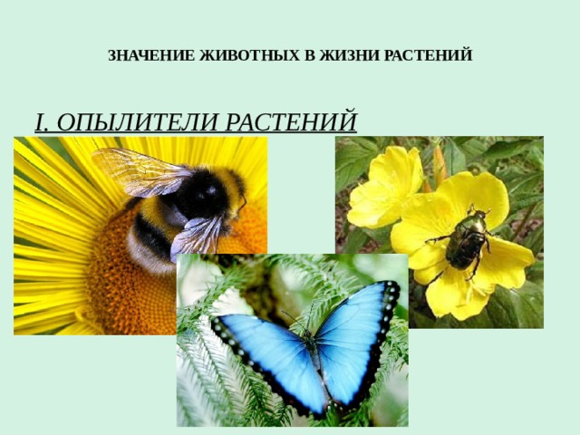 какие существуют связи между растениями и животными. Смотреть фото какие существуют связи между растениями и животными. Смотреть картинку какие существуют связи между растениями и животными. Картинка про какие существуют связи между растениями и животными. Фото какие существуют связи между растениями и животными