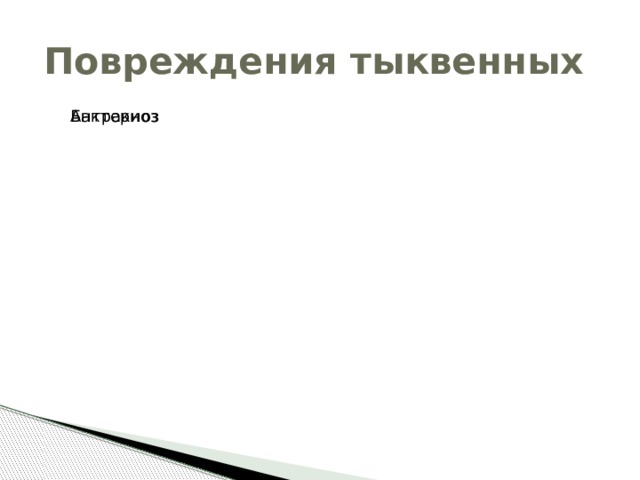 Повреждения тыквенных Антракноз Бактериоз 