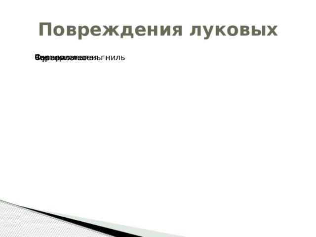 Повреждения луковых Серая Фузариозная Черная плесень Бактериальная гниль 
