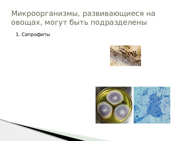 Микроорганизмы, развивающиеся на овощах, могут быть подразделены 1. Сапрофиты Aspergillus Erwima Rhizopus 2. Факультативные паразиты Botrytis  Phytophtora Phoma Sclerotinia Rhizoctonia Fusarium 