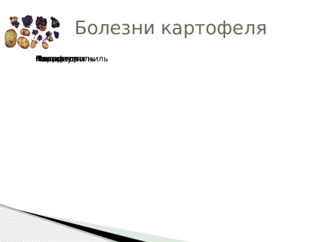 Болезни картофеля Фитофтора Физариум Кольцевая гниль Мокрая гниль Парша Рак 