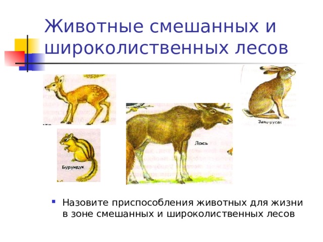 Как приспособились животные смешанных лесов