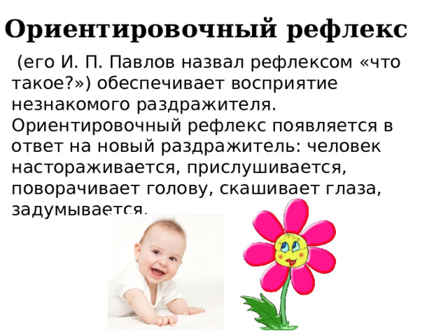 Ориентировочный рефлекс  (его И. П. Павлов назвал рефлексом «что такое?») обеспечивает восприятие незнакомого раздражителя. Ориентировочный рефлекс появляется в ответ на новый раздражитель: человек настораживается, прислушивается, поворачивает голову, скашивает глаза, задумывается. 