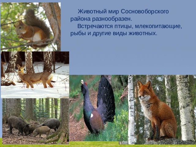  Животный мир Сосновоборского района разнообразен.  Встречаются птицы, млекопитающие, рыбы и другие виды животных.     