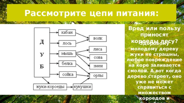 Рассмотрите цепи питания: Что это? Вред или пользу приносят короеды лесу? Здоровому молодому дереву жуки не страшны, любое повреждение на коре заливается смолой. А вот когда дерево стареет, оно уже не может справиться с множеством короедов и погибает, освобождая место молодым растениям.