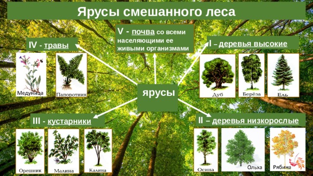 Ярусы смешанного леса V - почва со всеми населяющими ее живыми организмами I – деревья высокие IV - травы  ярусы II – деревья низкорослые III - кустарники