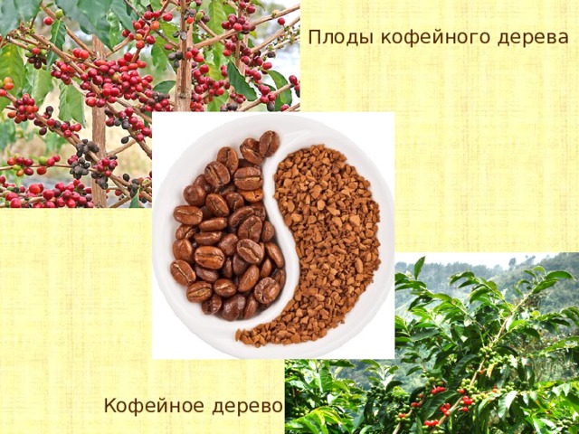 Плоды кофейного дерева Кофейное дерево 