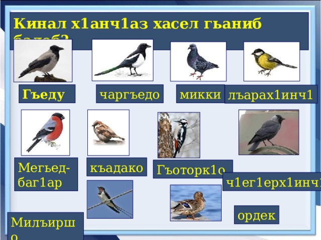 Кинал х1анч1аз хасел гьаниб балеб?  микки чаргъедо Гъеду лъарах1инч1 къадако Мегьед- баг1ар Гъоторк1о ч1ег1ерх1инч1 ордек Милъиршо  