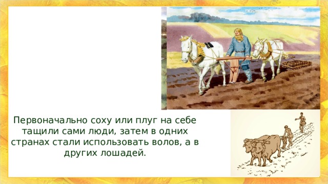 Первоначально соху или плуг на себе тащили сами люди, затем в одних странах стали использовать волов, а в других лошадей. 
