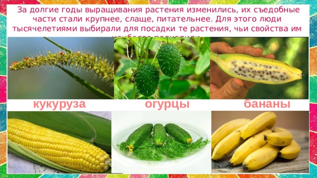  За долгие годы выращивания растения изменились, их съедобные части стали крупнее, слаще, питательнее. Для этого люди тысячелетиями выбирали для посадки те растения, чьи свойства им наиболее подходили. . кукуруза огурцы бананы 