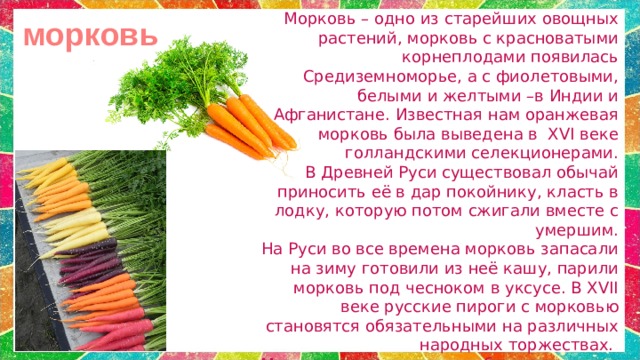 Морковь – одно из старейших овощных растений, морковь с красноватыми корнеплодами появилась Средиземноморье, а с фиолетовыми, белыми и желтыми –в Индии и Афганистане. Известная нам оранжевая морковь была выведена в XVI веке голландскими селекционерами.  В Древней Руси существовал обычай приносить её в дар покойнику, класть в лодку, которую потом сжигали вместе с умершим.  На Руси во все времена морковь запасали на зиму готовили из неё кашу, парили морковь под чесноком в уксусе. В XVII веке русские пироги с морковью становятся обязательными на различных народных торжествах. Морковным соком лечили болезни сердца и печени, его рекомендовали как средство от кашля и желтухи. морковь 