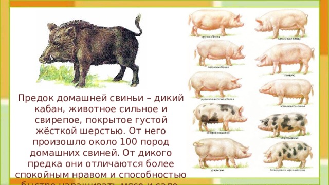 Предок домашней свиньи – дикий кабан, животное сильное и свирепое, покрытое густой жёсткой шерстью. От него произошло около 100 пород домашних свиней. От дикого предка они отличаются более спокойным нравом и способностью быстро наращивать мясо и сало. 
