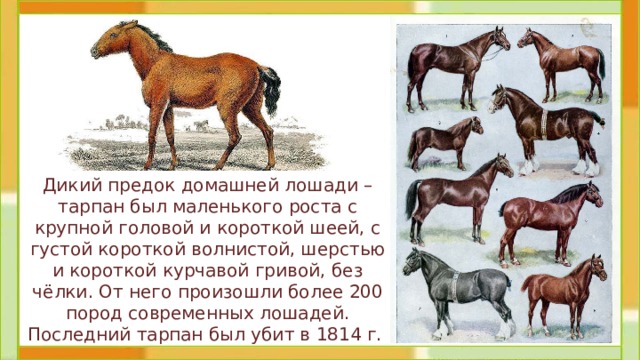 Дикий предок домашней лошади – тарпан был маленького роста с крупной головой и короткой шеей, с густой короткой волнистой, шерстью и короткой курчавой гривой, без чёлки . От него произошли более 200 пород современных лошадей. Последний тарпан был убит в 1814 г. 