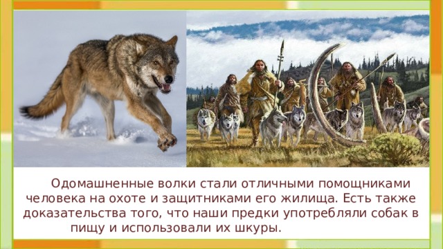  Одомашненные волки стали отличными помощниками человека на охоте и защитниками его жилища. Есть также доказательства того, что наши предки употребляли собак в пищу и использовали их шкуры.   