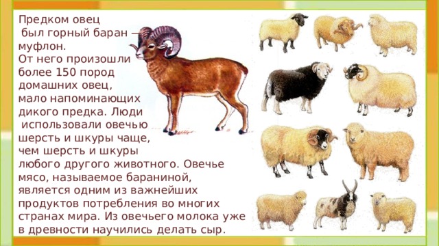 Предком овец  был горный баран —  муфлон. От него произошли более 150 пород  домашних овец, мало напоминающих дикого предка. Люди  использовали овечью шерсть и шкуры чаще, чем шерсть и шкуры любого другого животного. Овечье мясо, называемое бараниной, является одним из важнейших продуктов потребления во многих странах мира. Из овечьего молока уже в древности научились делать сыр. 