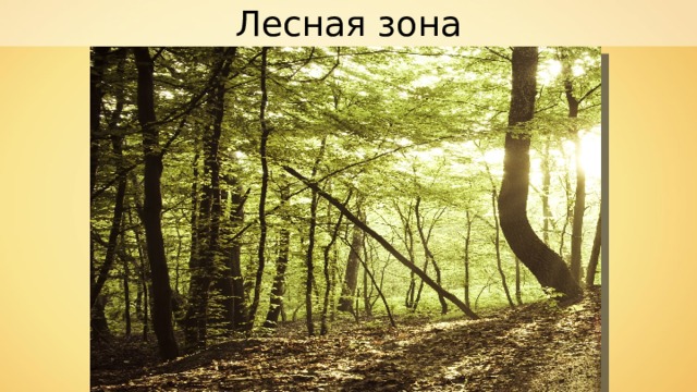 Лесная зона 