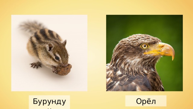 Бурундук Орёл 