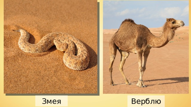Верблюд Змея 