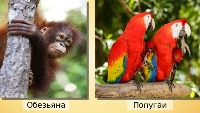 Обезьяна Попугаи 