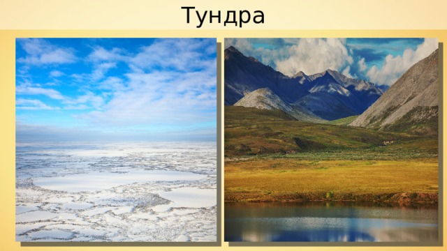 Тундра 