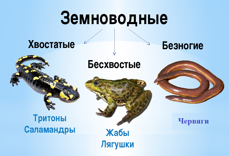 На каком рисунке изображена гадюка закрасьте кружок 3 класс сравнение сходство