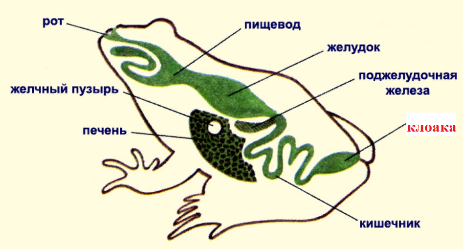 Земноводные печень. Система пищеварительной системы лягушки. Строение головастика лягушки. Схема строения пищеварительной системы земноводных. Внутрение строение головастика лягушки.