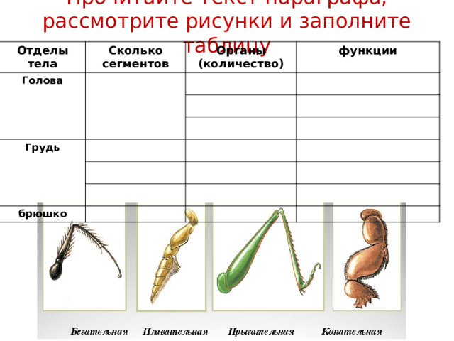 Внешнее строение Отделы тела дыхальца 