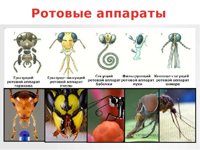 Подведем итоги Как внешнее строение помогает таракану быть самым быстрым? 1. У таракана шесть ног! 2. он очень лёгкий, благодаря наружному хитиновому скелету. 3. конечности, отвечающие за бег, очень длинные! 4. Кислород, постоянно поступает к мышцам через дыхальца. 