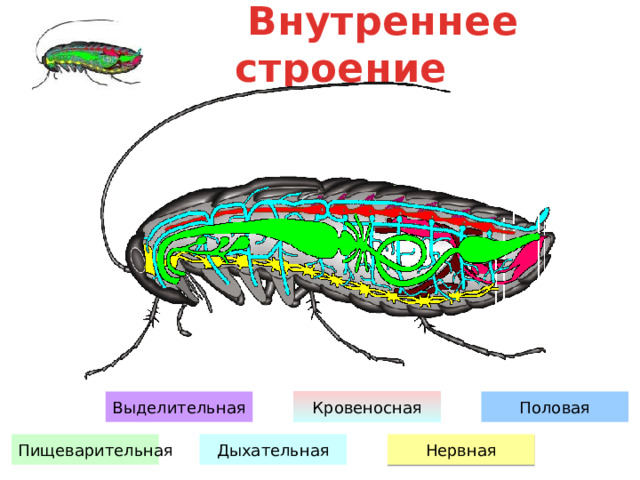 Строение насекомых 7 класс биология