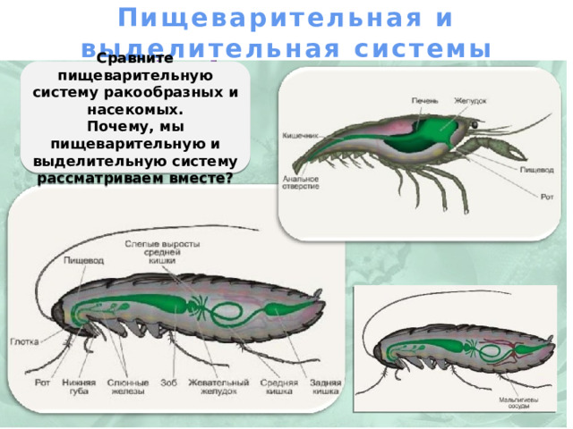  Внутреннее строение Пищеварительная система. Выделительная система. Дыхательная система. Кровеносная система. Нервная система. Половая система. Половая Кровеносная Выделительная Нервная Дыхательная Пищеварительная  