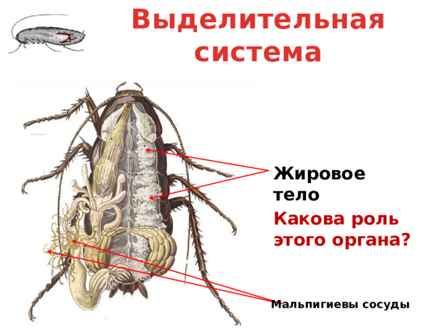 Пищеварительная и выделительная системы Сравните пищеварительную систему ракообразных и насекомых. Почему, мы пищеварительную и выделительную систему рассматриваем вместе? 