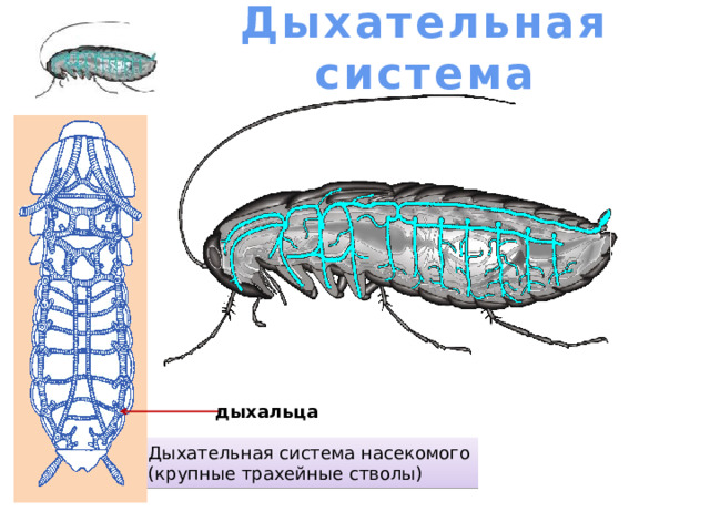 Выделительная система Жировое тело Какова роль этого органа? Мальпигиевы сосуды 