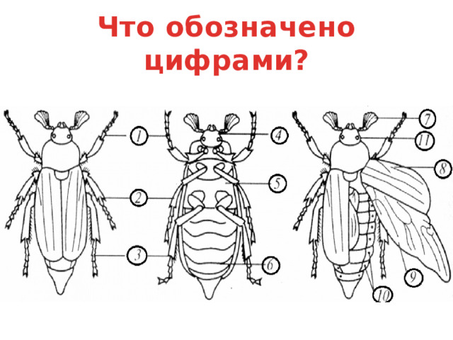 Подведем итоги  Что позволило насекомым освоить сушу? Трахейная дыхательная система Экономящая влагу выделительная система Незамкнутая кровеносная система Развитая нервная система Хитиновый покров Что позволило насекомым освоить сушу? Для того чтобы освоить сушу, насекомые имеют следующие приспособления. Открытую дыхательную систему, которая представлена разветвленными трахеями. Ее основные функции – транспорт кислорода и газообмен. Экономящую влагу выделительную систему. В качестве органов выделения функционируют мальпигиевы сосуды. Продуктом выделения является твердая мочевая кислота.  Незамкнутую кровеносную систему. Ее центральным органом является слепо замкнутое на заднем конце сердце. Основные функции кровеносной системы – транспорт питательных веществ и продуктов обмена. Развитую нервную систему, состоящую из головного мозга, подглоточного нервного узла и брюшной нервной цепочки.  