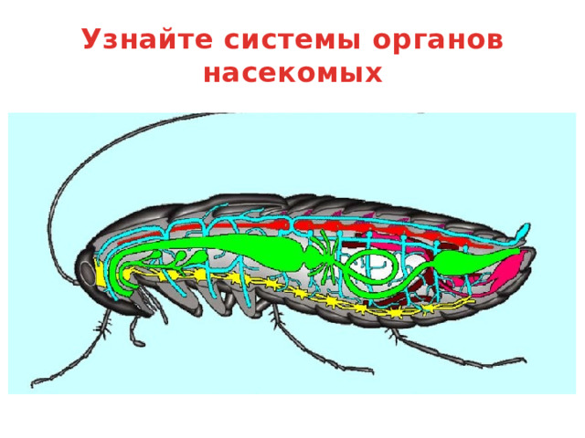 Что обозначено цифрами? 