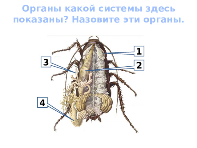 Узнайте системы органов насекомых 