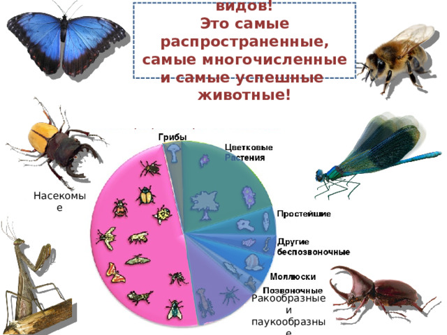 Насекомых 1000 000 видов! Это самые распространенные, самые многочисленные и самые успешные животные! Что вы можете сказать о положении насекомых в  систематике живых организмов? Насекомые Ракообразные и паукообразные 