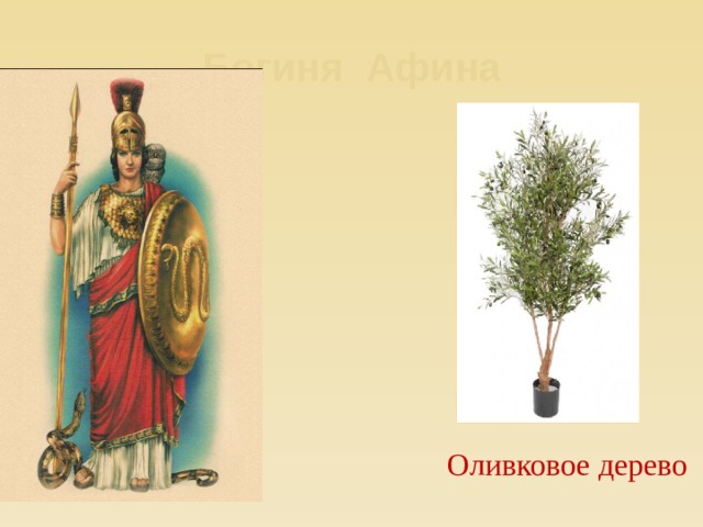 Богиня Афина Оливковое дерево  