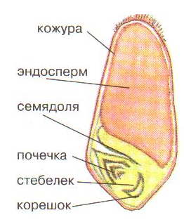 На рисунке подпишите части зерновки пшеницы