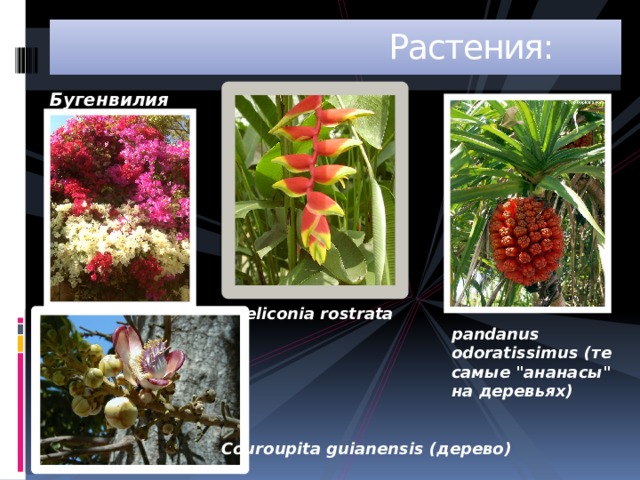  Растения: Бугенвилия Heliconia rostrata pandanus odoratissimus (те самые 