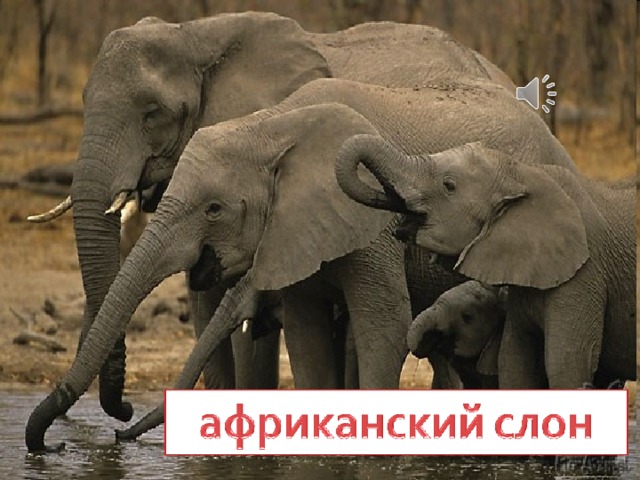 Когда-то давно африканские слоны свободно передвигались по всей территории. Но теперь их не так много и обитают они в основном в национальных парках и заповедниках.  