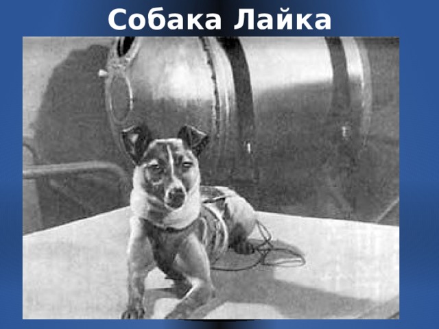 Собака Лайка 
