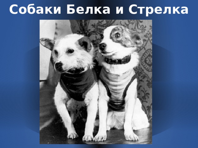 Собаки Белка и Стрелка 