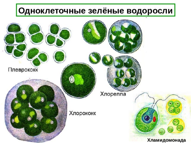 Одноклеточные зелёные водоросли Хламидомонада 
