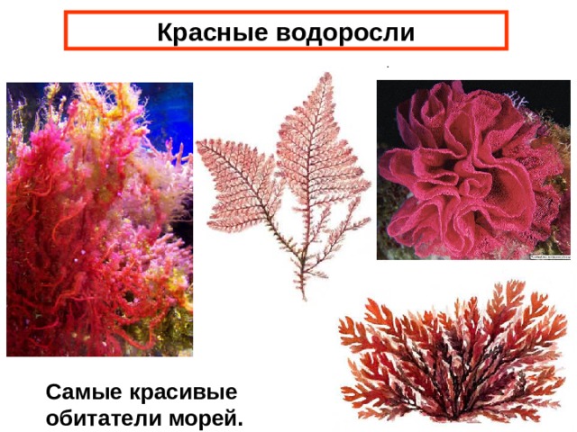 Красные водоросли Самые красивые обитатели морей. 
