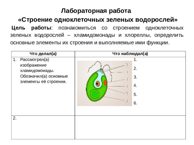 Лабораторная работа  «Строение одноклеточных зеленых водорослей»   Цель работы : познакомиться со строением одноклеточных зеленых водорослей – хламидомонады и хлореллы, определить основные элементы их строения и выполняемые ими функции. Что делал(а) Что наблюдал(а) Рассмотрел(а) изображение хламидомонады. Обозначил(а) основные элементы её строения.   1.  2.  3.  4.  5.  6. 2. 