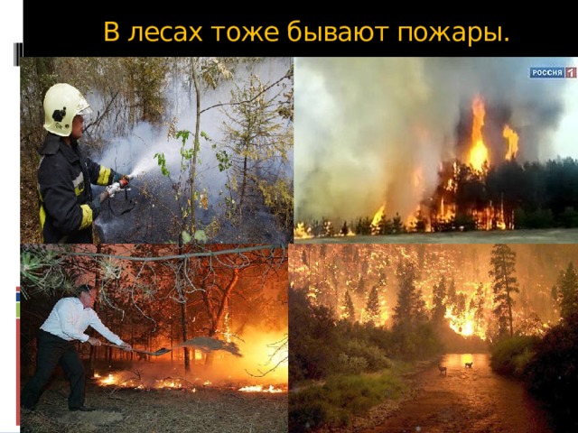  В лесах тоже бывают пожары. 
