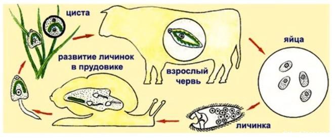 Цикл развития паразитических червей 7 класс схема