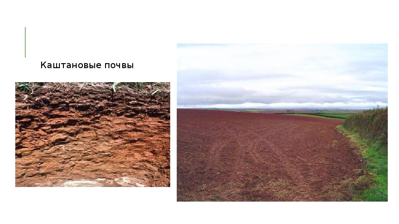 Каштановая где находится. Темно-каштановые почвы Крыма. Темно каштановые светло каштановые почвы. Почвы Крыма( каштановые ,Южные чернозёмы, бурые). Светло каштановые и бурые почвы.