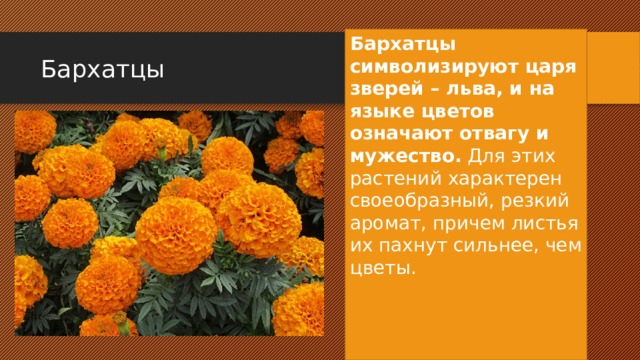 Чудесные цветники 1 класс перспектива презентация